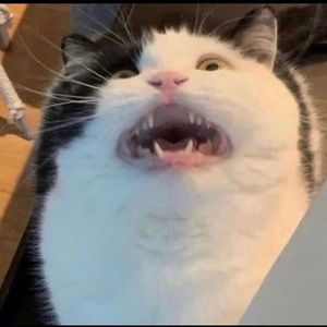 Meet your Posher, Alexander